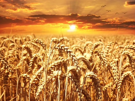 wheat-field-wheat-cereals-grain-39015
